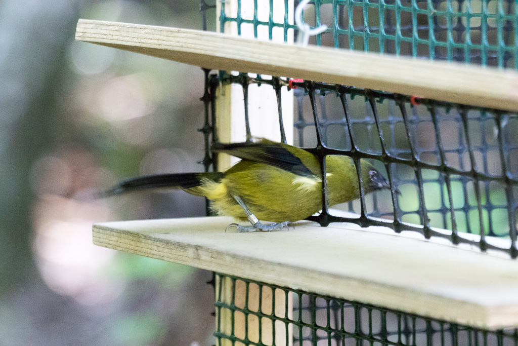 Bellbird entering a feeding station
