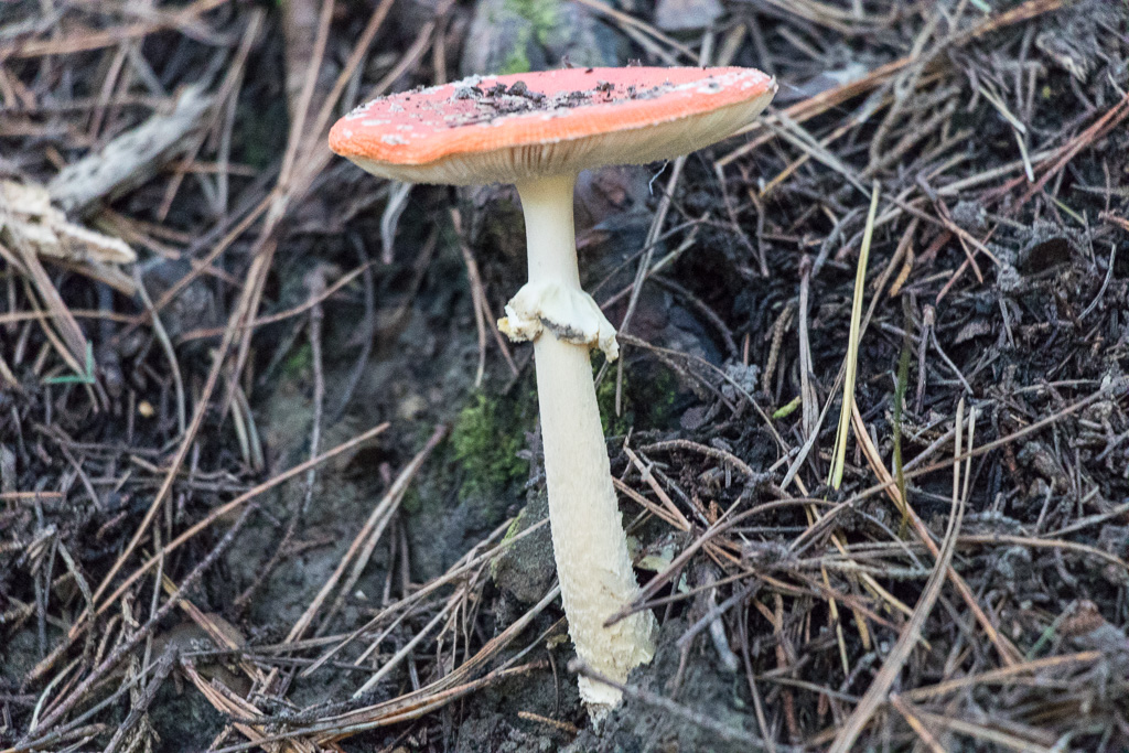 A shortcut to mushrooms