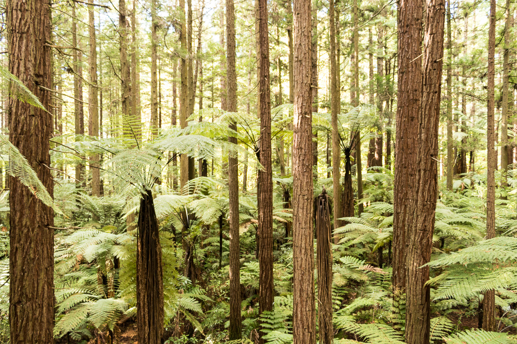 A vast layer of ferns lies under the redwood canopy