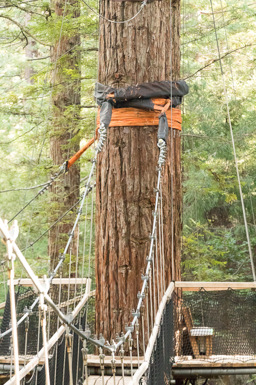 Demonstrating the harness and sling system used to suspend the walk-ways between the trees.
