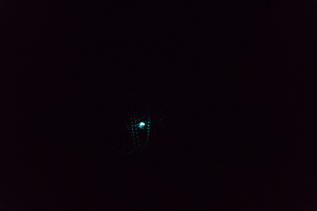 Glowworm with his sticky fishing lines reflecting. The fishing lines are secreted strings used to ensare flying insects attracted to the light.