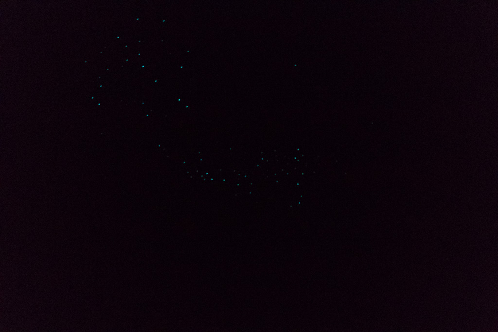 Glowworms on the ceiling of one of the caverns in Ruakuri Cave